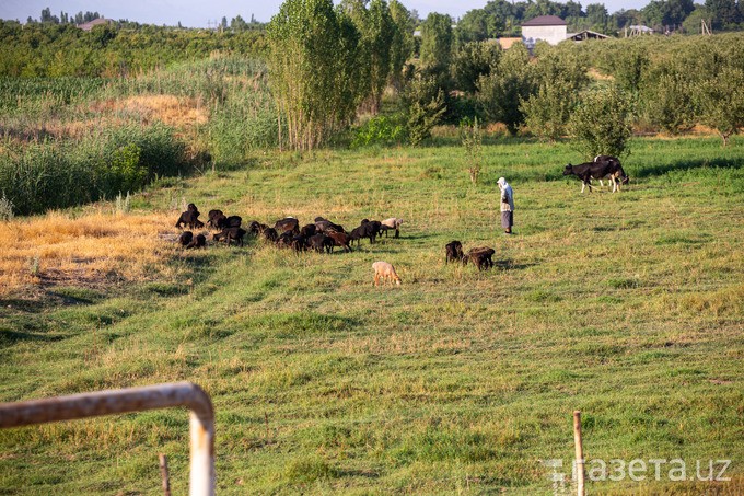 The right to lease agricultural land in Uzbekistan is allowed to be transferred to other persons