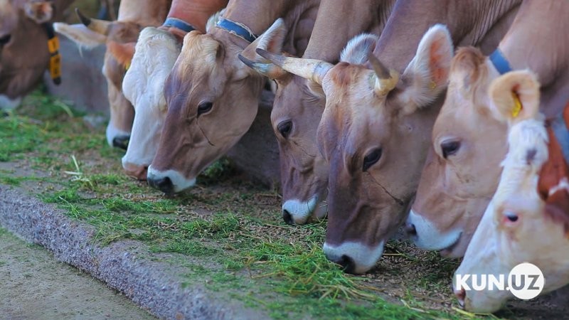 Tax benefits for breeding entities extended until January 1, 2025