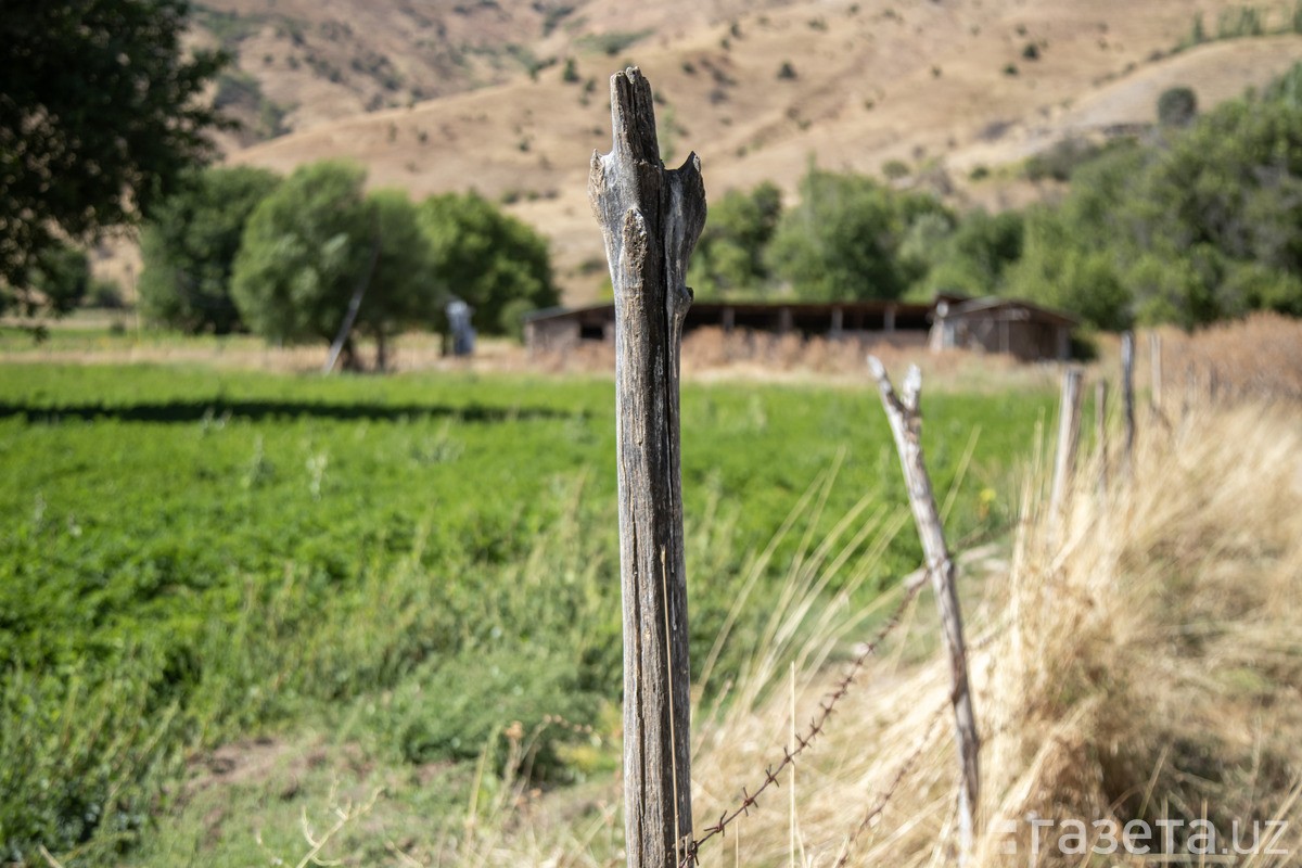 An agency for payments in the agricultural sector is being created in Uzbekistan