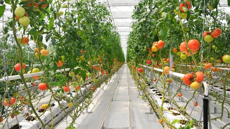 将为塔什干和塔什干地区的温室制定不间断供气措施