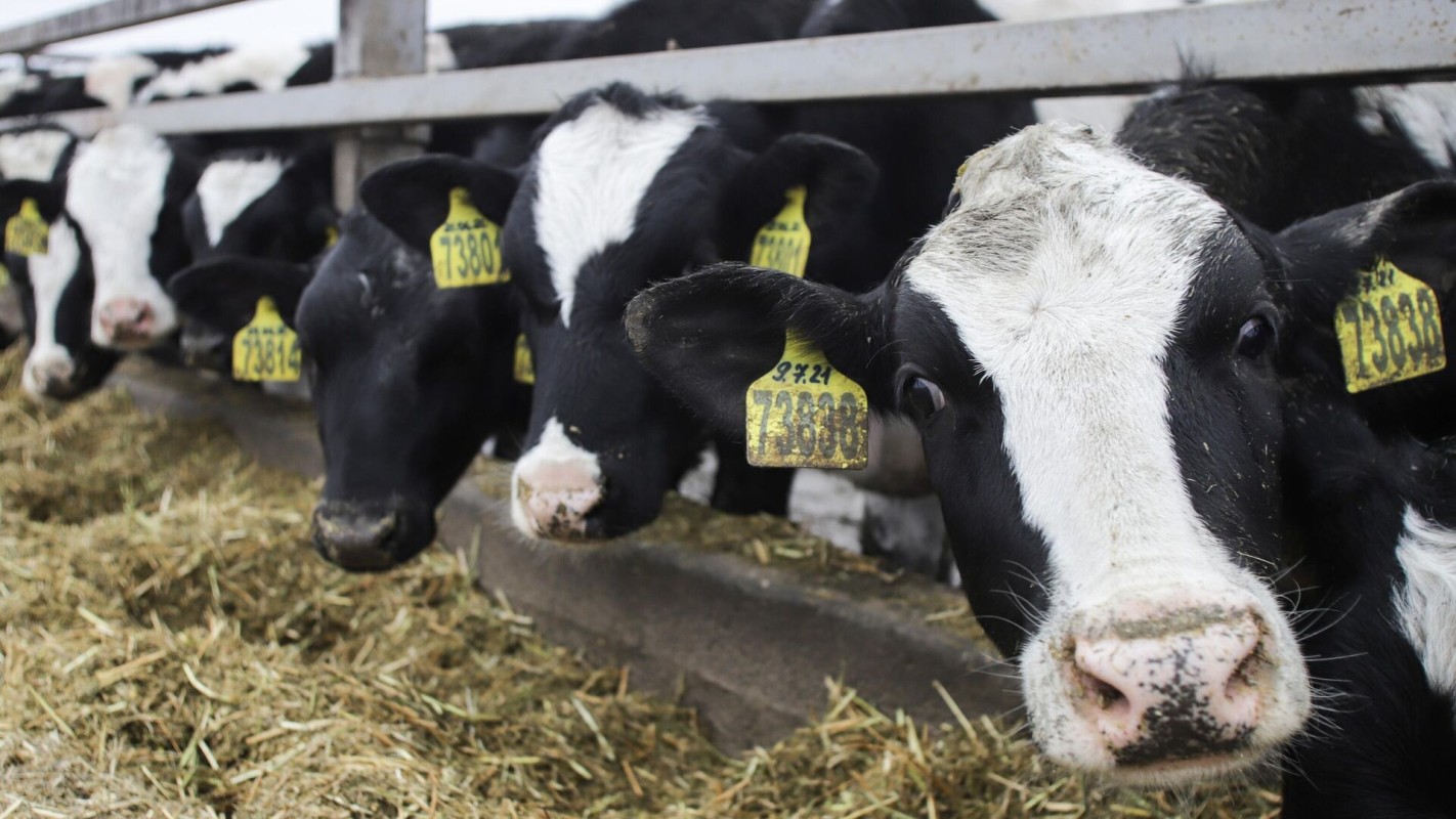 Uzbekistan plans to create meat production enterprises in the Vitebsk region of Belarus