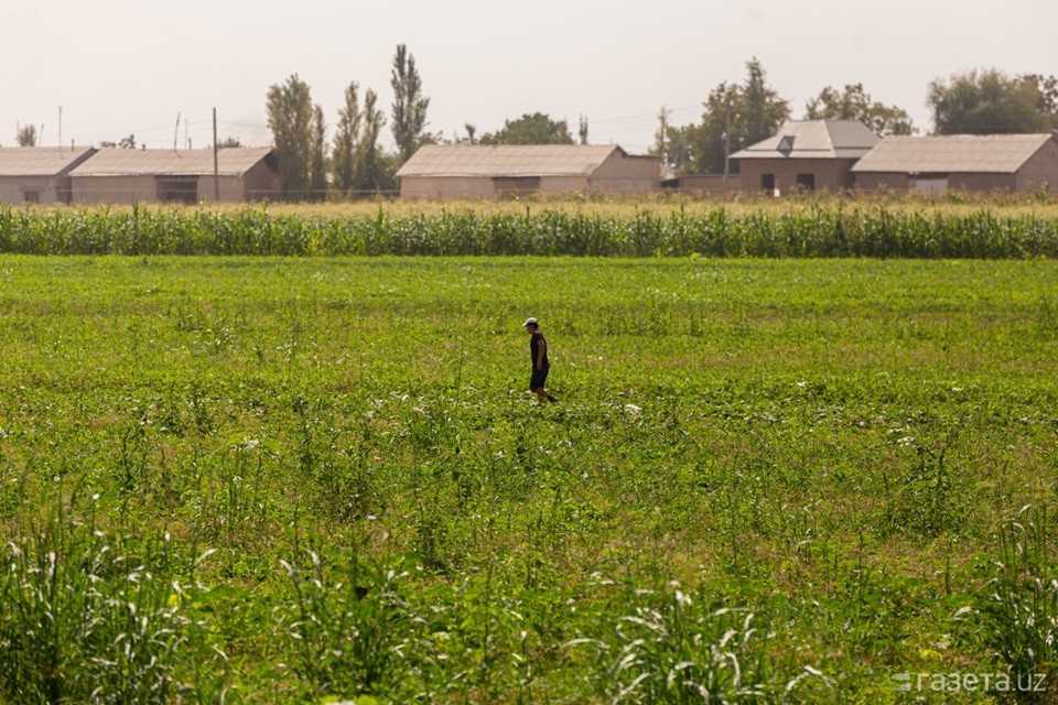 乌兹别克斯坦将根据新制度提供另外10万公顷土地，租期为49年