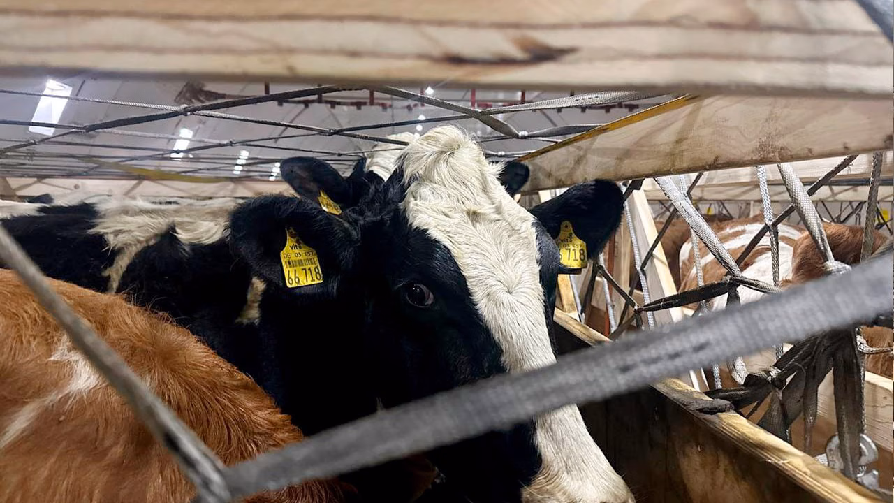 Import of breeding cattle, sheep and goats will be exempt from VAT until 2029
